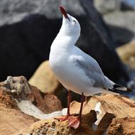 Seagull Rocks Sea