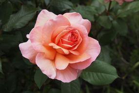 Pink Rose Alpine Sunset