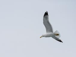 Seagull Sea Bird