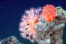 Soft Corals Mushroom Coral Sea