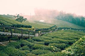 Nature Agriculture Landscape