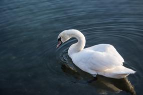 Swan in lake Nature