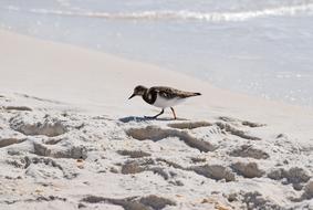 Ruddy Turnstone Shore Bird Winter