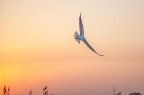 Seagull Twilight