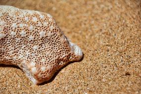Coral Sand Nature