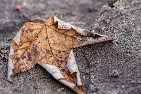 Leaf Sand Beach macro