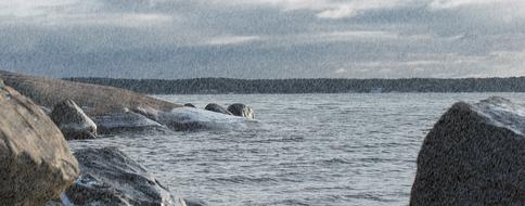 Snow Rainy Sea at Winter