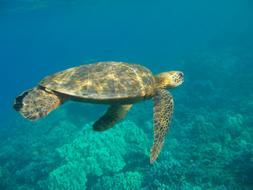 Sea Turtle Underwater Hawaii