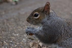 Squirrel Nature Park