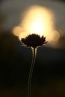 The Nature Of Flower Outdoors at sunset