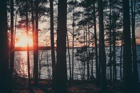 Nature Forest Trees