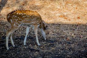 Deer Nature Wildlife