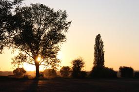 Tree Dawn Nature