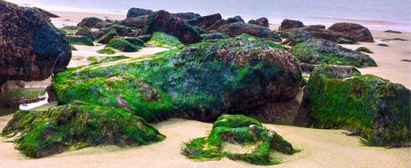 Sea Moss Algea Rocks