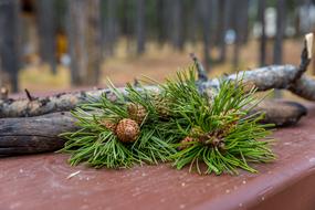 Forest Pinecone