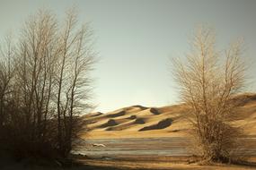 Desert Trees Nature