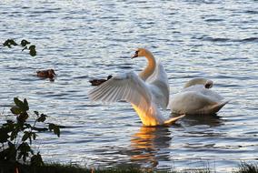 Swan Wing Sunset Water