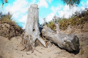 tree stump and driftwood on Beach