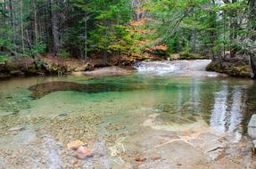 White Mountains Fall Tree