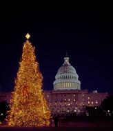 illuminated Christmas Tree and Capitol Building