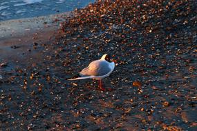 Seagull Bird Waters