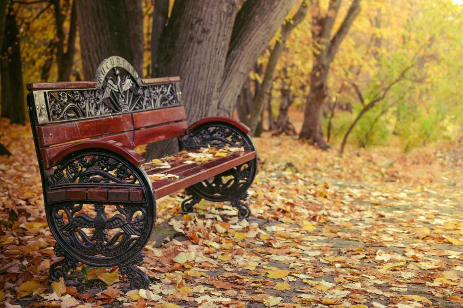 Travel Autumn Nature