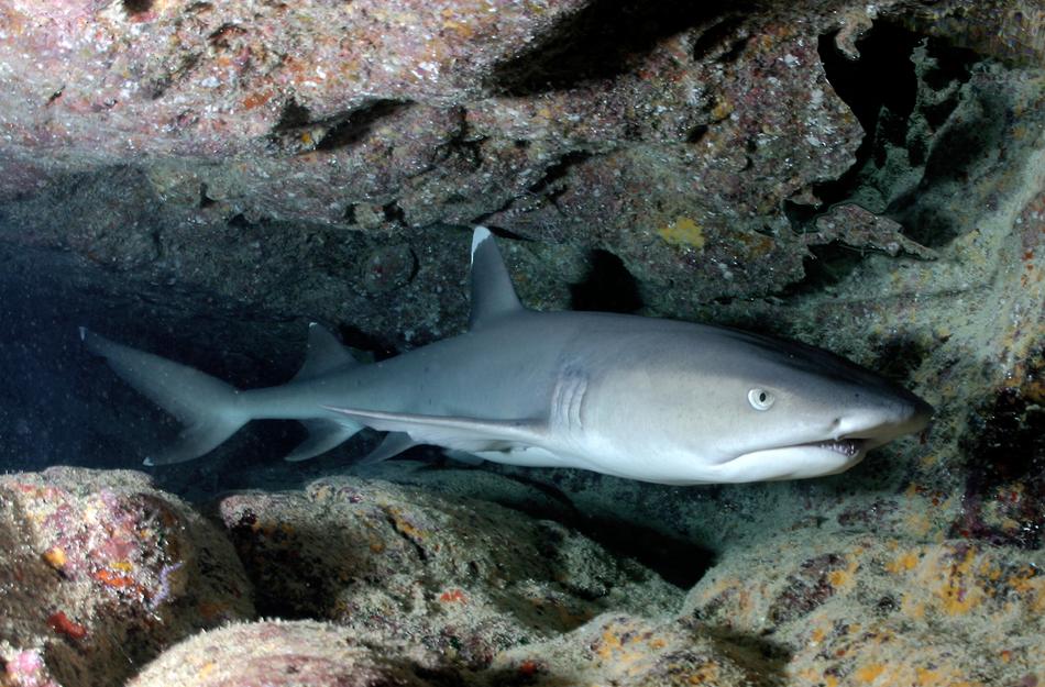 Whitetip Reef Shark Cave