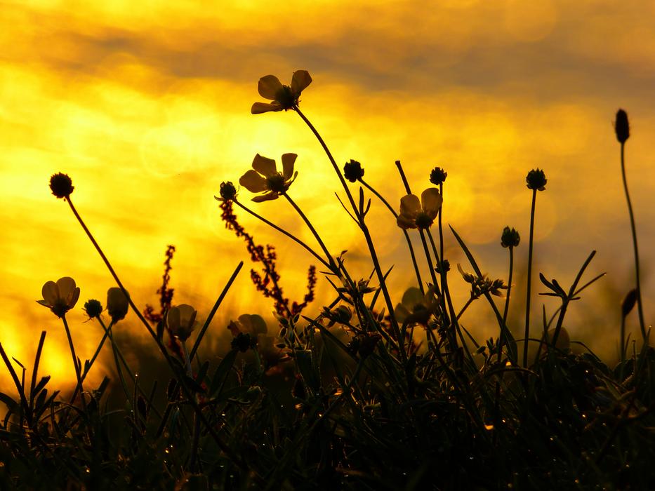 Sunset Mood Backlighting