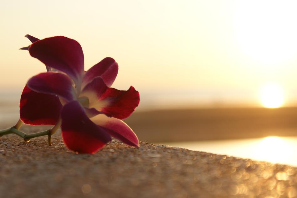 Nature Flower Beach