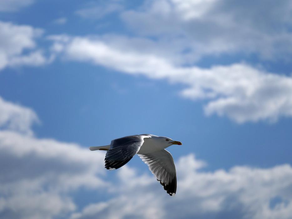 Seagull Glide Flight