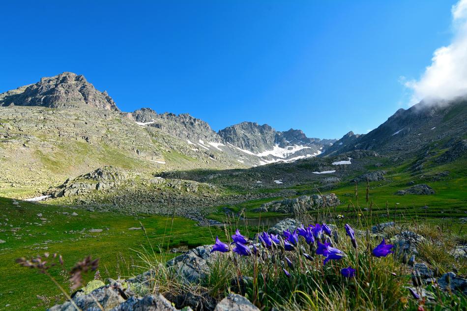 flowers on a background of mountains