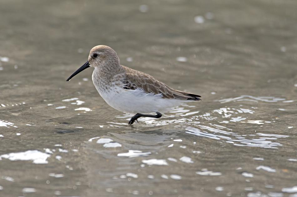 Photo of a bird in water