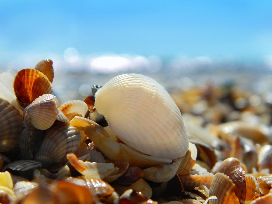 seashell against the seashore