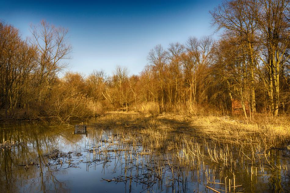 Nature Reflection Tree