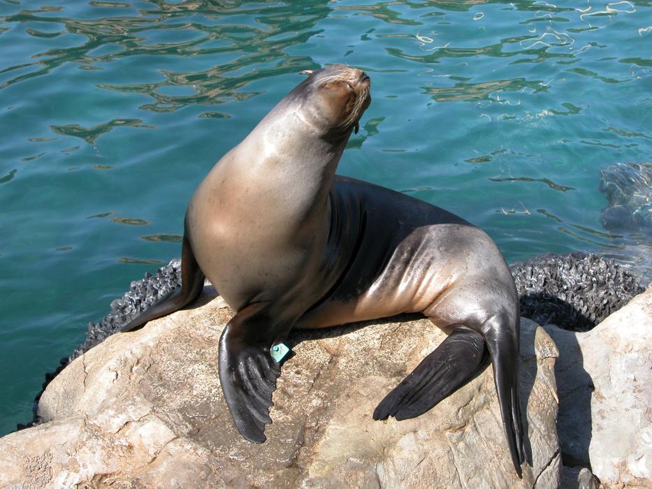 sea lion sunbathing on stones in the reserve