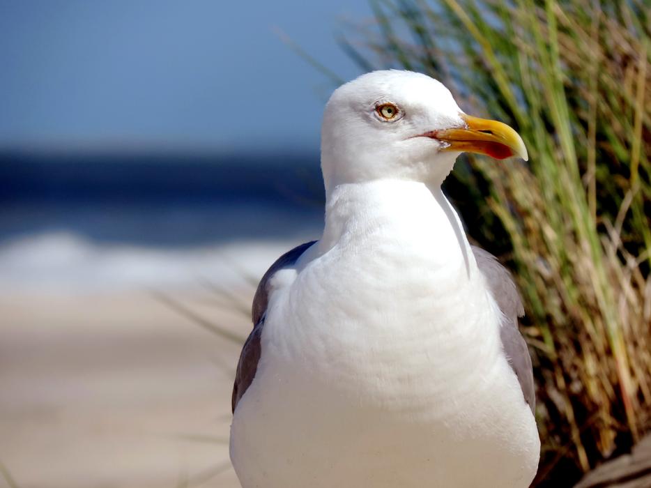 Seagull Herring Gull Water Bird