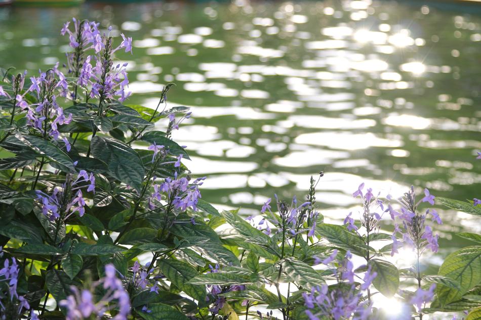 Flower Water Nature