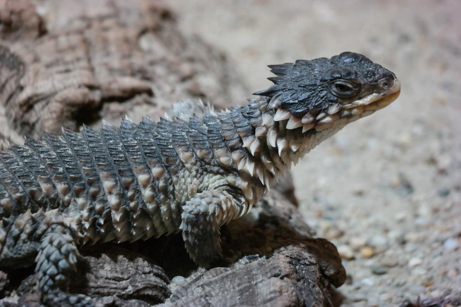 Lizard Animal Reptile House Of The