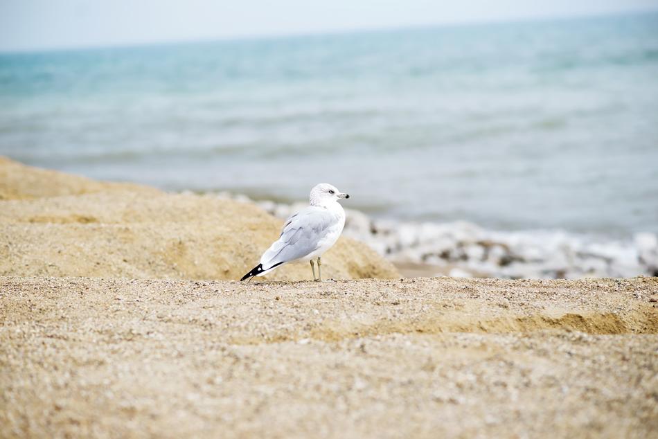 Seagull Bird Seaside