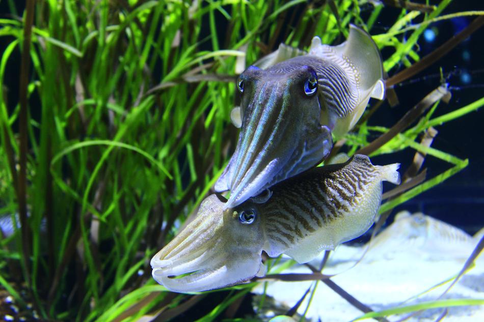 Squid Coupling Tentacles