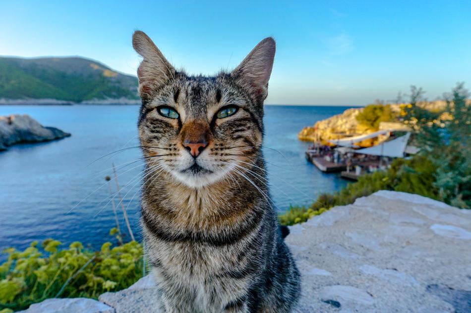 Cat Sea Mallorca