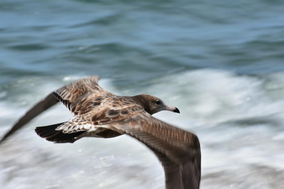 Animal Sea Wave
