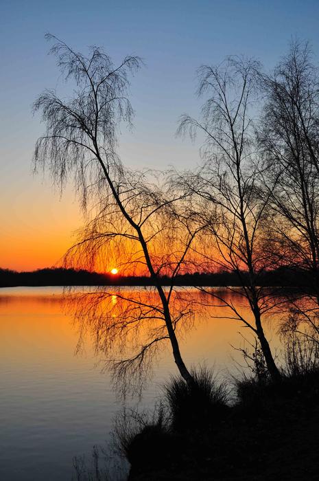 Tree Dawn Nature