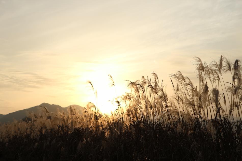 Sunset Reed Reservoir