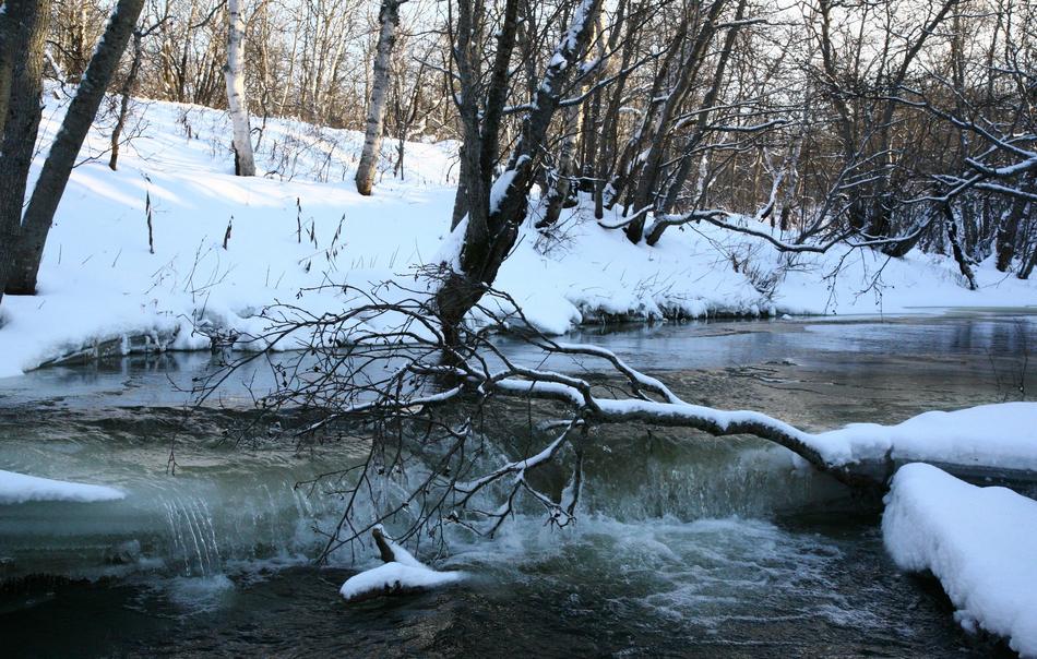 leaning branch over the turn of the winter river