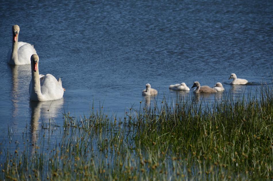 Swans Chicks Sea