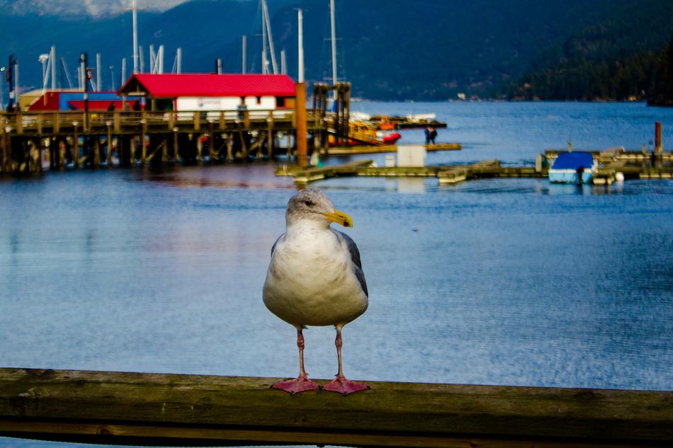 Seagull Nature New
