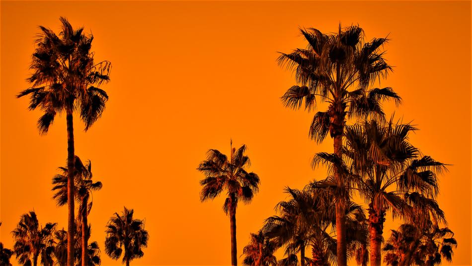 Palm Trees Sunset Sky