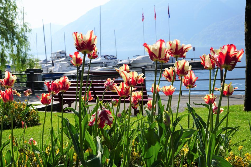 Locarno Tulips Flowers near the port
