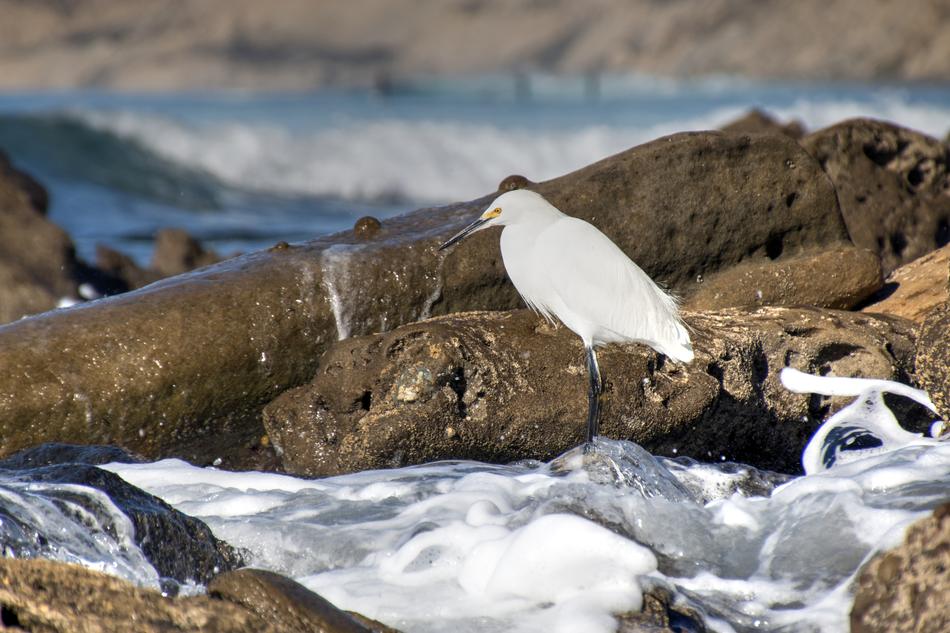 Perched Tide-Pools Bird